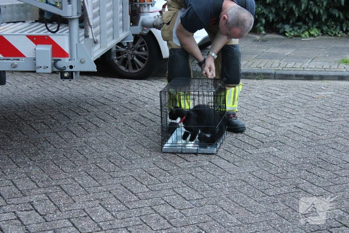 Brandweer redt kat uit boom