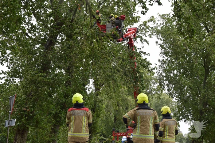 Brandweer ingezet voor afgebroken boom