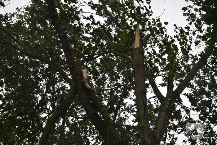 Brandweer ingezet voor afgebroken boom