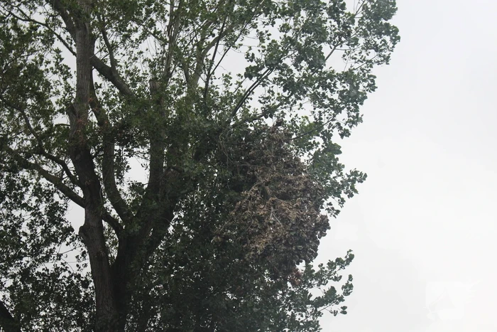 Takken van boom gezaagd na harde wind