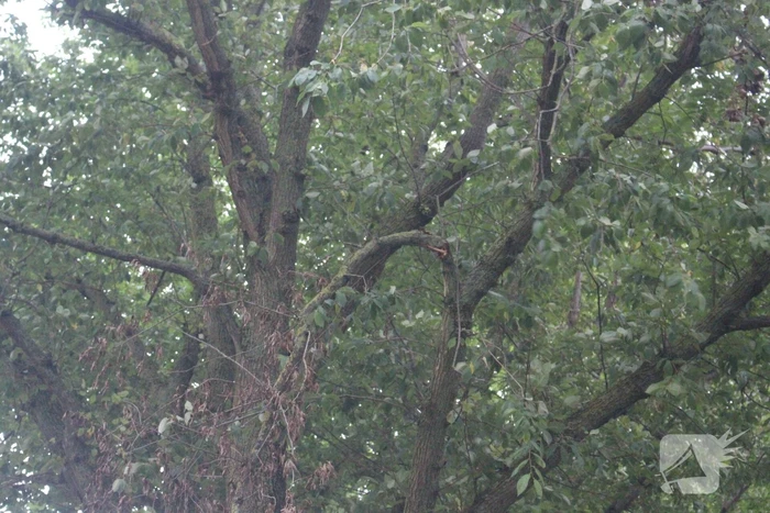 Takken van boom gezaagd na harde wind