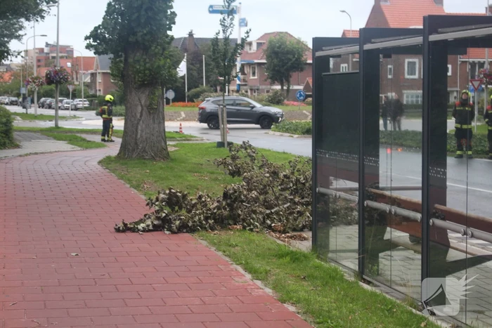 Takken van boom gezaagd na harde wind
