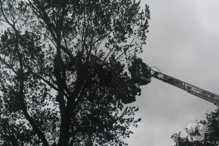 Takken van boom gezaagd na harde wind