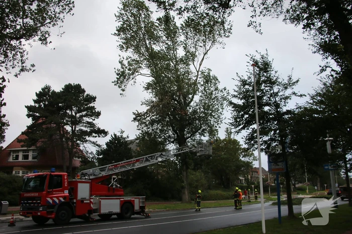 Takken van boom gezaagd na harde wind