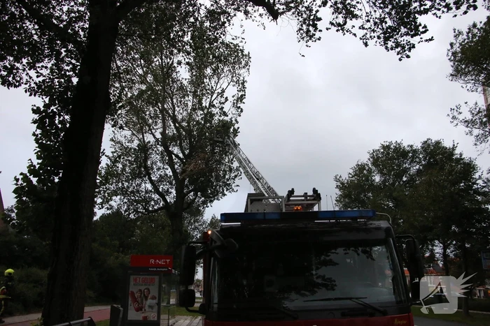 Takken van boom gezaagd na harde wind