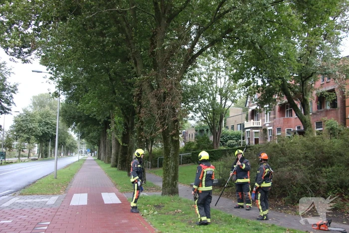 Takken van boom gezaagd na harde wind