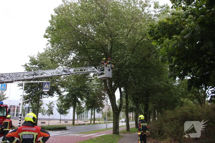 Takken van boom gezaagd na harde wind