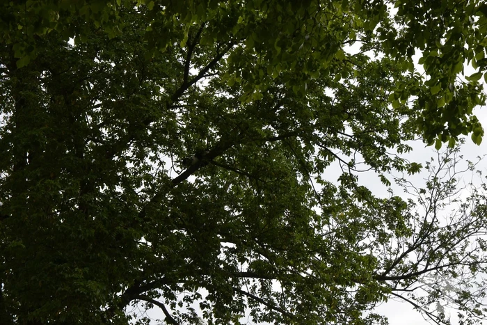 Kat uit boom gered door brandweer