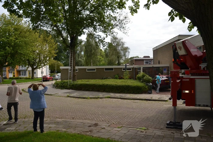 Kat uit boom gered door brandweer