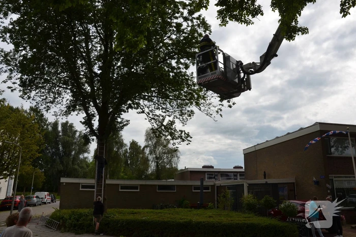 Kat uit boom gered door brandweer