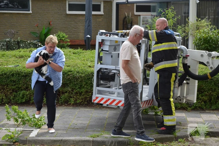 Kat uit boom gered door brandweer
