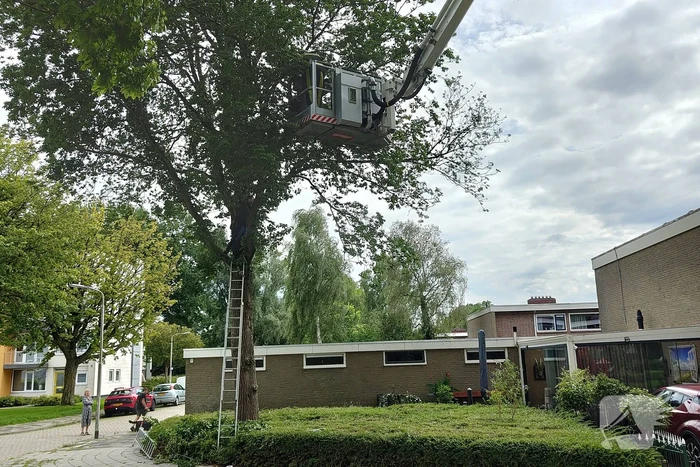 Kat uit boom gered door brandweer