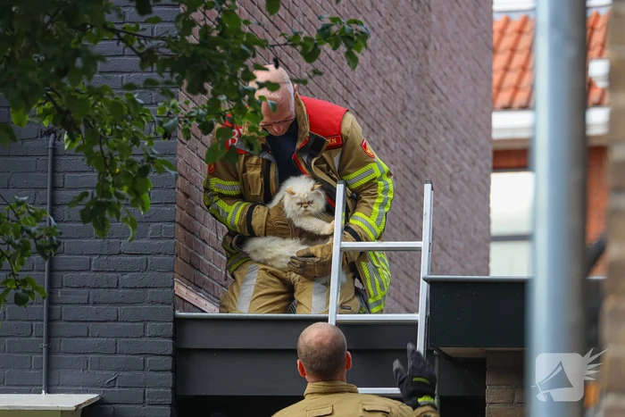 Kat Boris door brandweer van dak gehaald