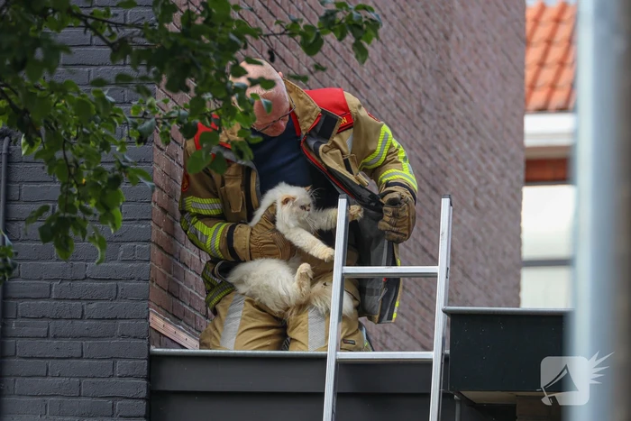 Kat Boris door brandweer van dak gehaald