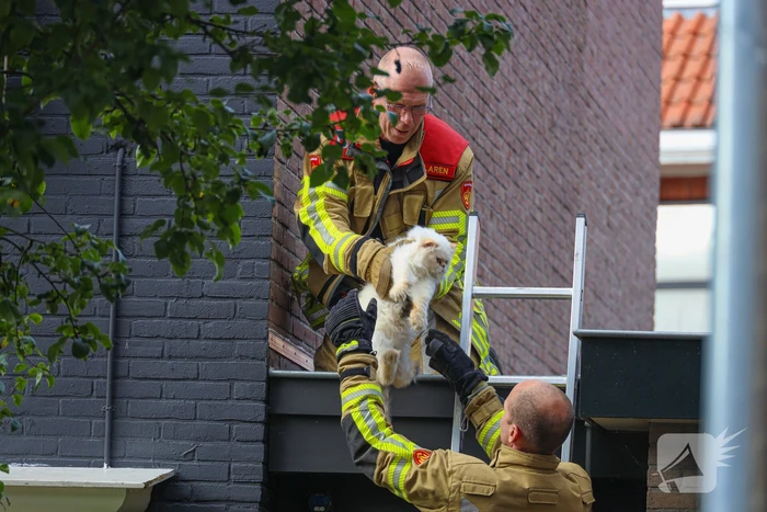 Kat Boris door brandweer van dak gehaald