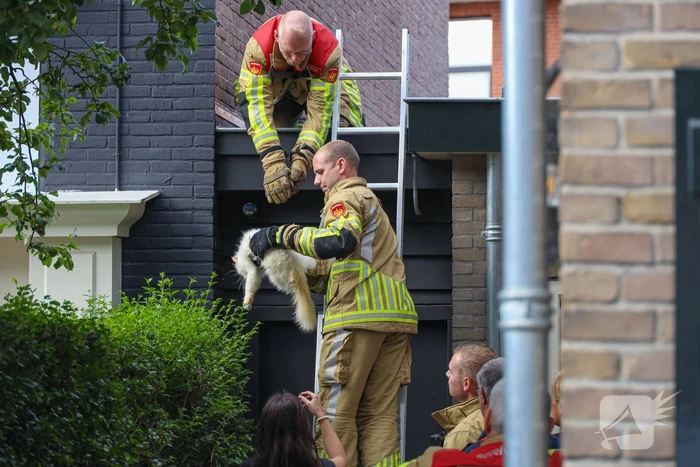 Kat Boris door brandweer van dak gehaald