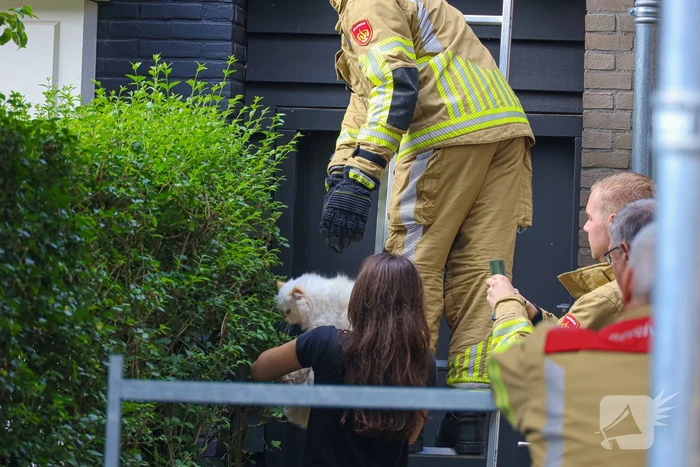 Kat Boris door brandweer van dak gehaald