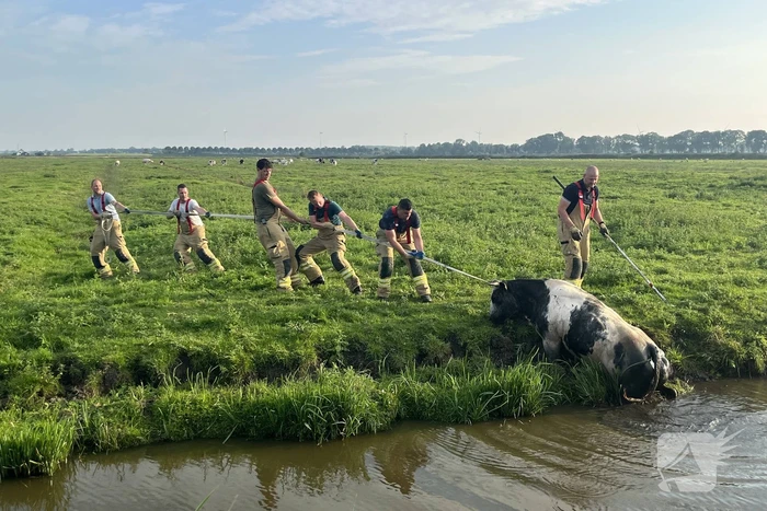 Koe raakt te water in sloot
