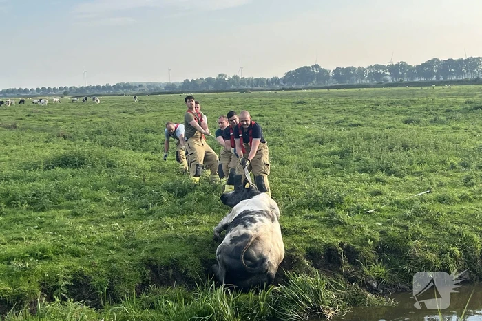 Koe raakt te water in sloot