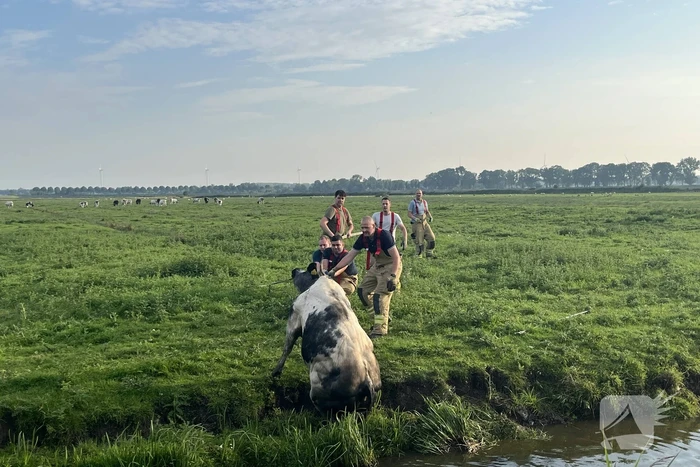 Koe raakt te water in sloot