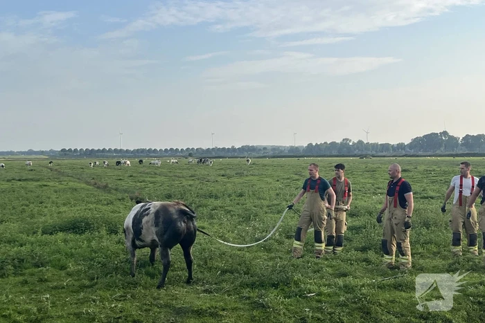 Koe raakt te water in sloot