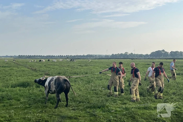 Koe raakt te water in sloot