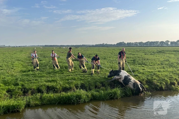 Koe raakt te water in sloot