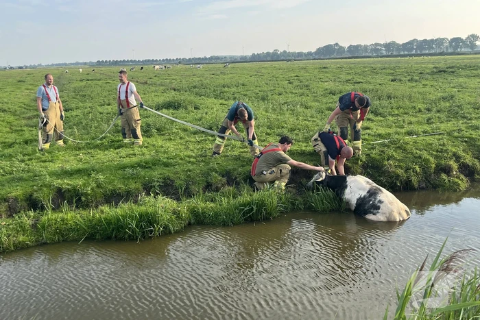 Koe raakt te water in sloot