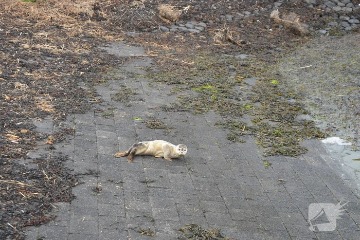 Zieke zeehond gered door dierenambulance