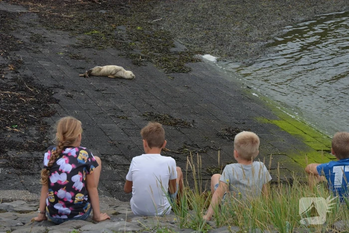 Zieke zeehond gered door dierenambulance