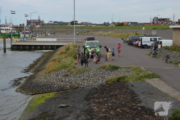 Zieke zeehond gered door dierenambulance