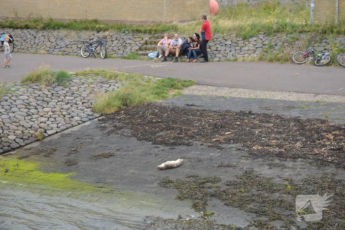 Zieke zeehond gered door dierenambulance