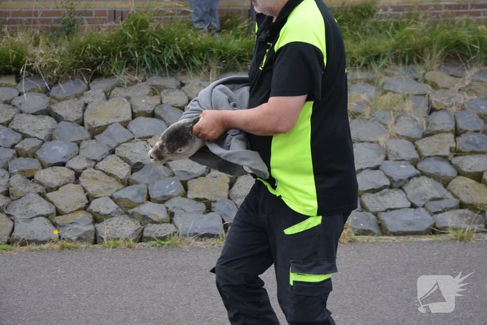 Zieke zeehond gered door dierenambulance
