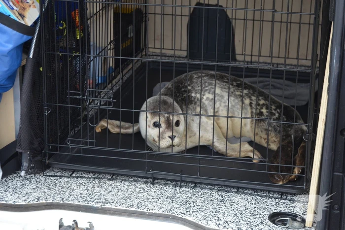Zieke zeehond gered door dierenambulance