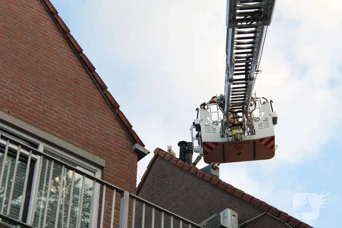 Brandweer redt kat van dak