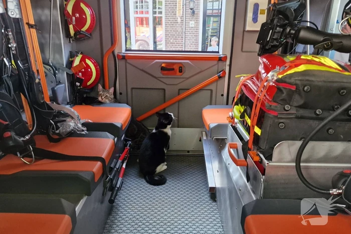 Katten gered bij brand in appartementencomplex
