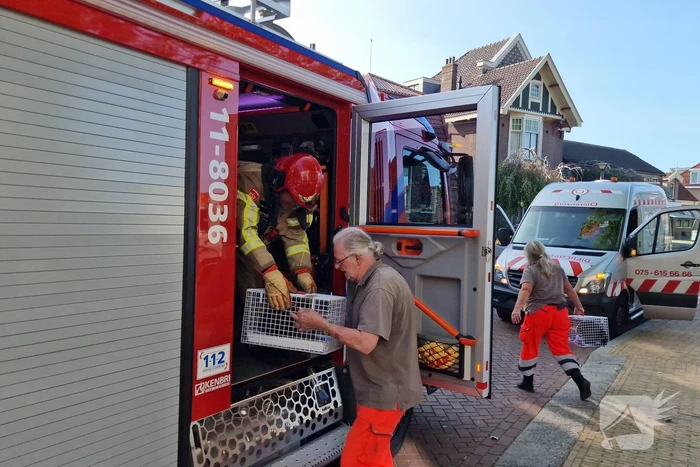 Katten gered bij brand in appartementencomplex