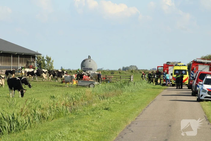 Gewonde nadat mestgassen vrijkomen in stal, drie koeien overleden