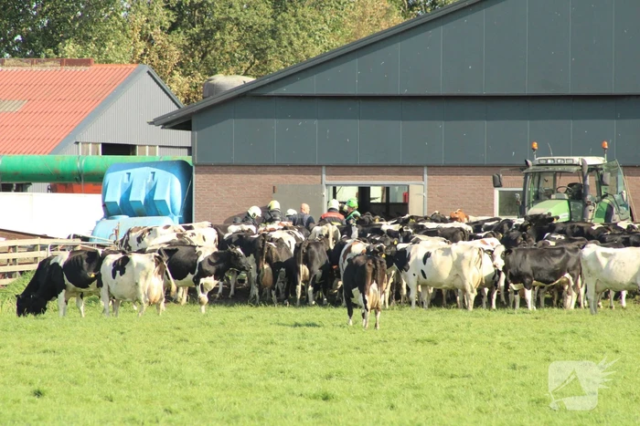 Gewonde nadat mestgassen vrijkomen in stal, drie koeien overleden