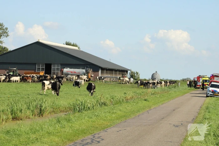 Gewonde nadat mestgassen vrijkomen in stal, drie koeien overleden