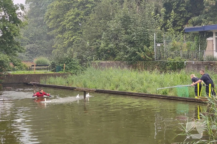 Eend raakt met snavel verstrikt in visdraad