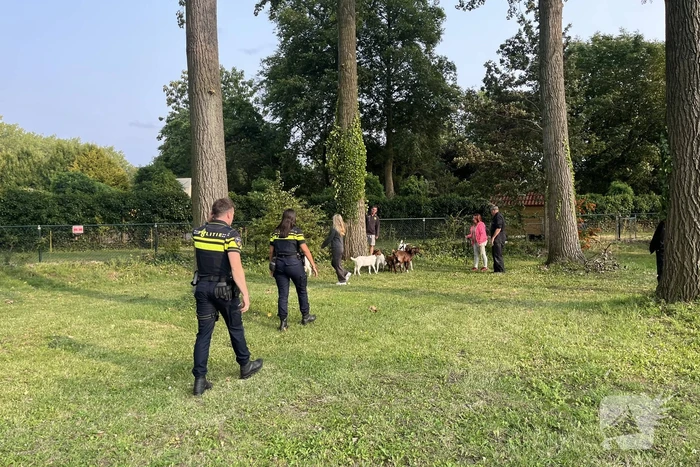 Politie ingezet voor losgebroken geiten