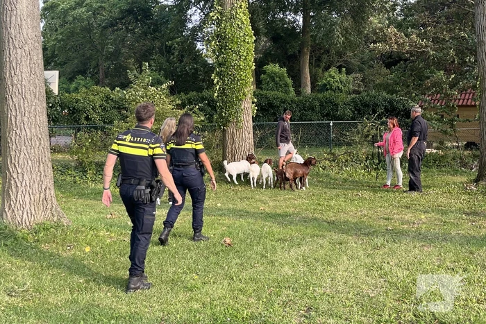 Politie ingezet voor losgebroken geiten
