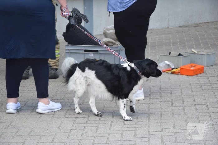 Hond per ongeluk opgesloten in warme auto, brandweer slaat raam in