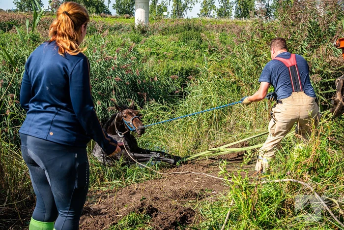 Brandweer ingezet voor paard in diepe sloot