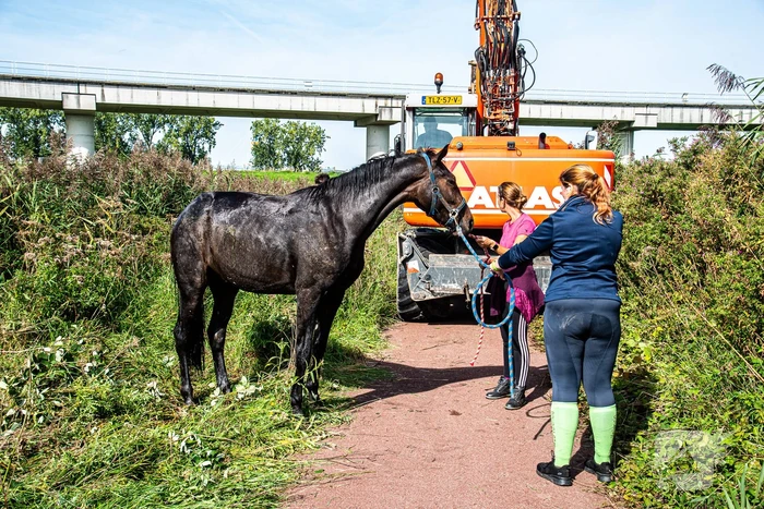 Brandweer ingezet voor paard in diepe sloot