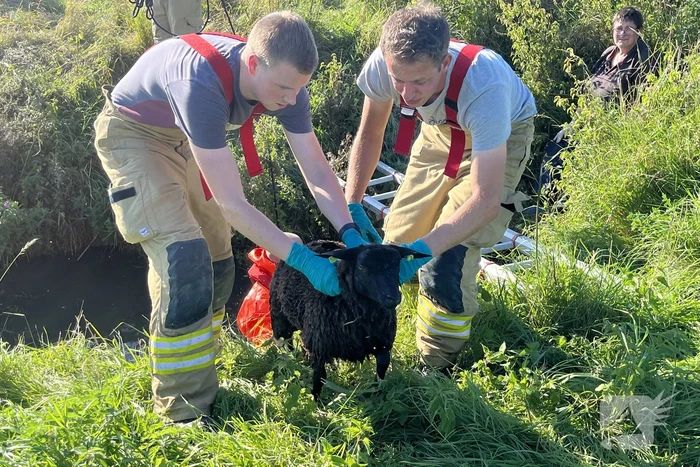 Schaap uit sloot gered door brandweer