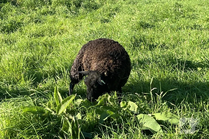 Schaap uit sloot gered door brandweer