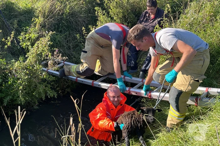 Schaap uit sloot gered door brandweer