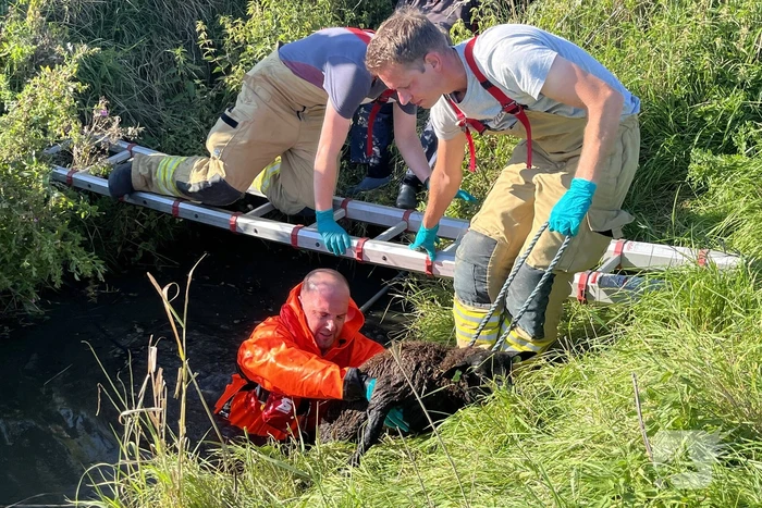 Schaap uit sloot gered door brandweer